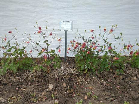 Click for 2 image(s) for this accession. PLANT
